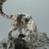 Snow Leopard on a Boulder Cool STL