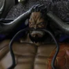 Kaido – One Piece Cool STL